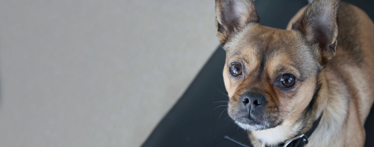 French Bullhuahua 1