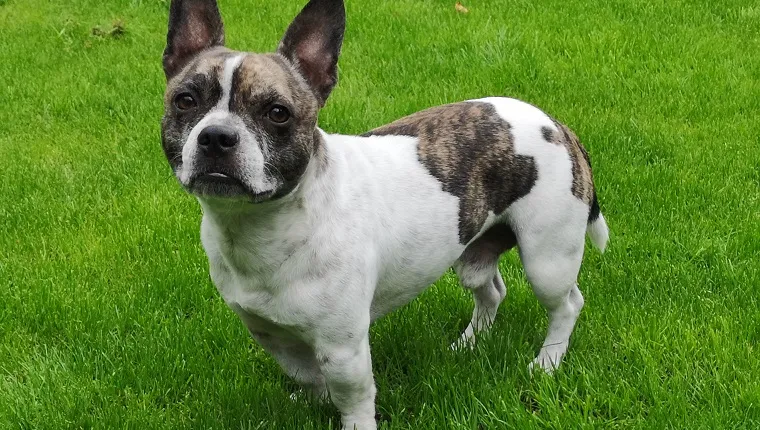 French Bullhuahua 2