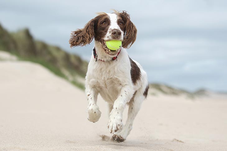 French Spaniel 1