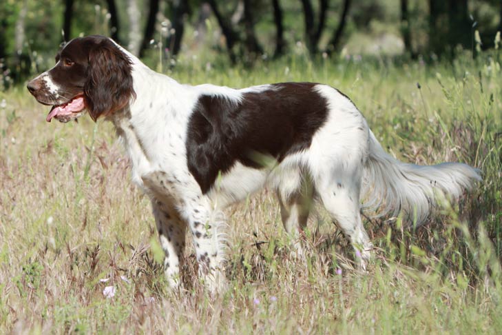 French Spaniel 2