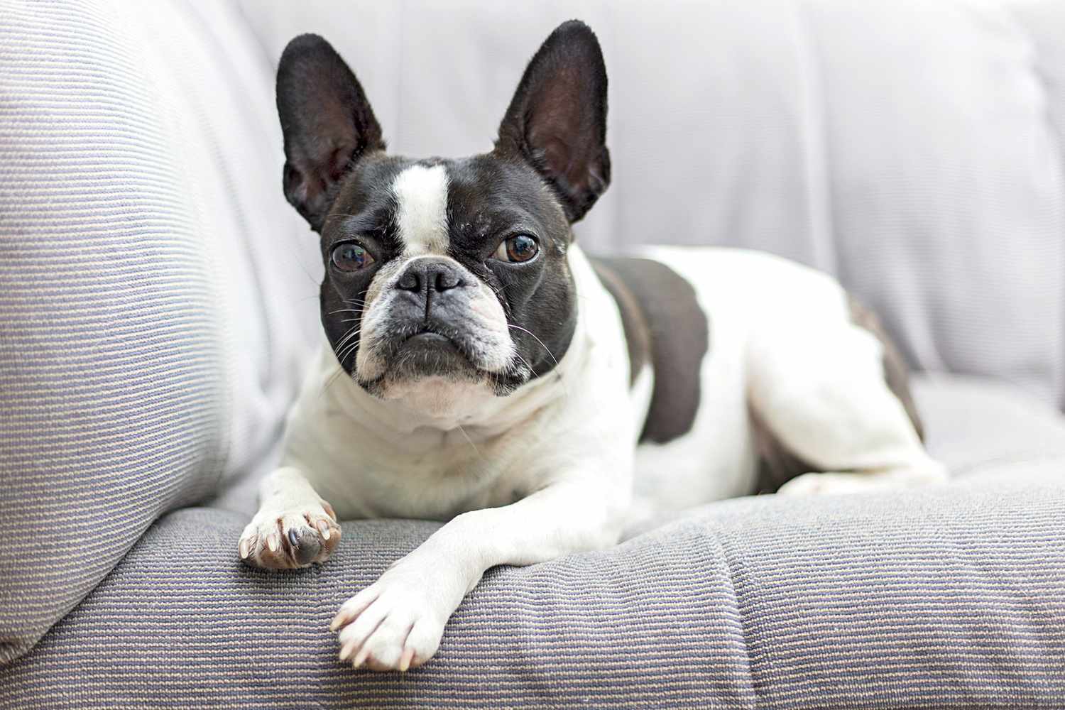 Frenchton 2