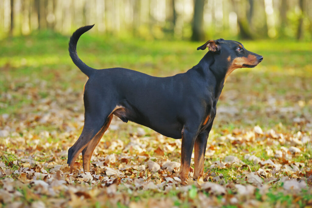 German Pinscher 1