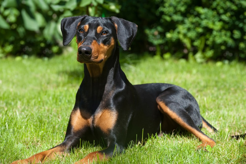 German Pinscher 2