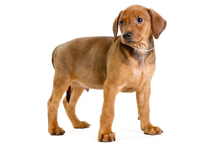 German Pinscher 3