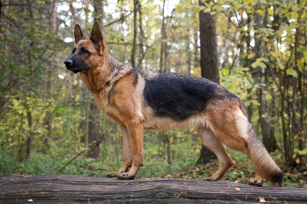 German Shepherd Dog 1