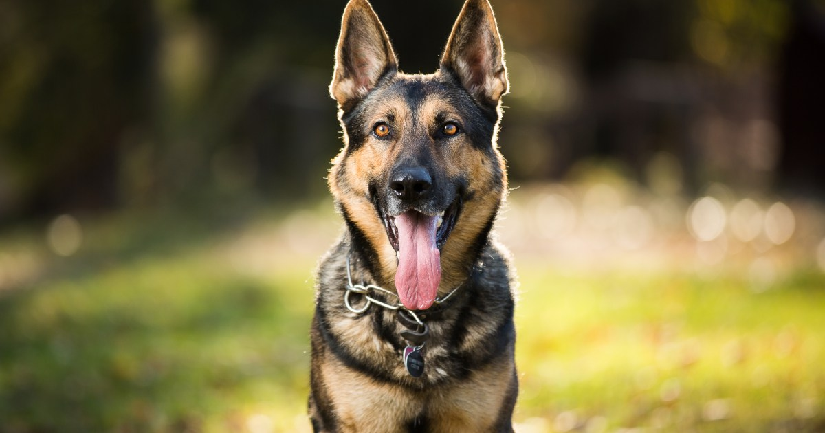 German Shepherd Dog 2
