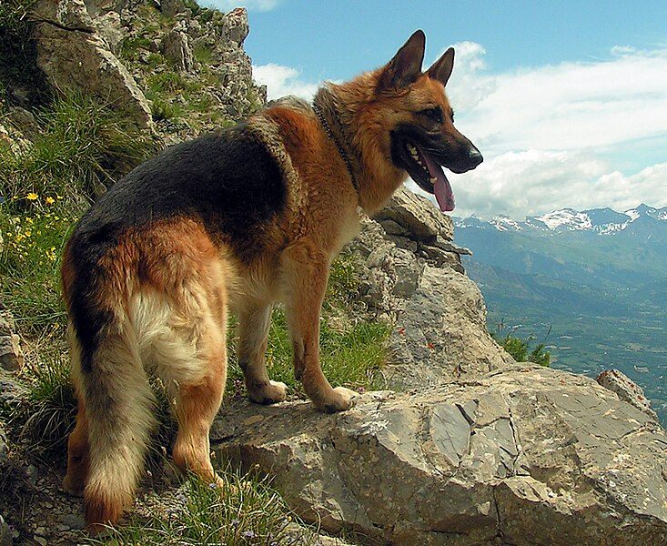 German Shepherd Dog 3
