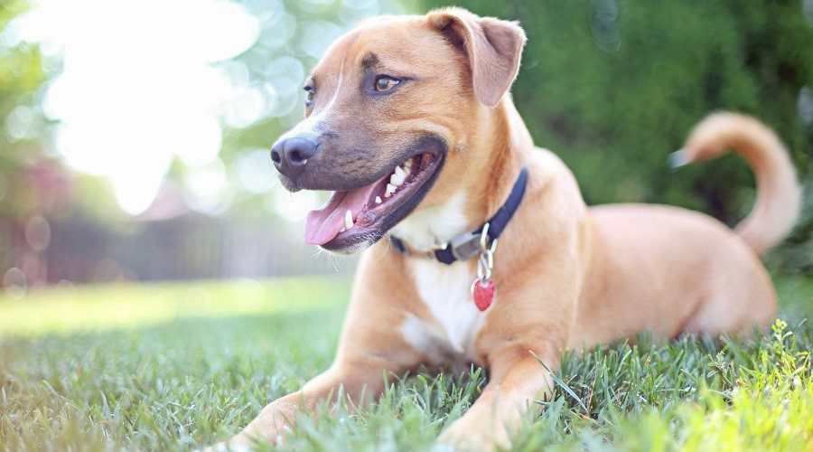 German Shepherd Pit Bull 1