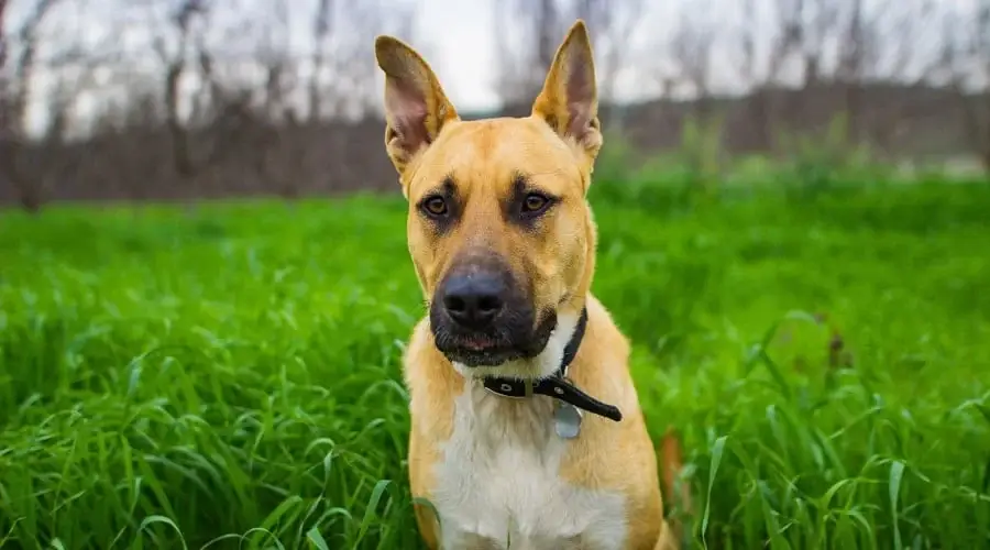 German Shepherd Pit Bull 2
