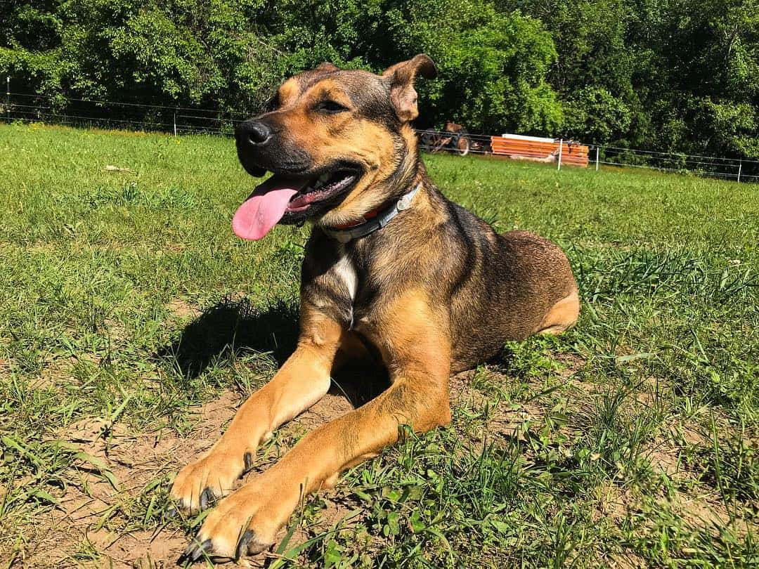 German Shepherd Pit Bull 3