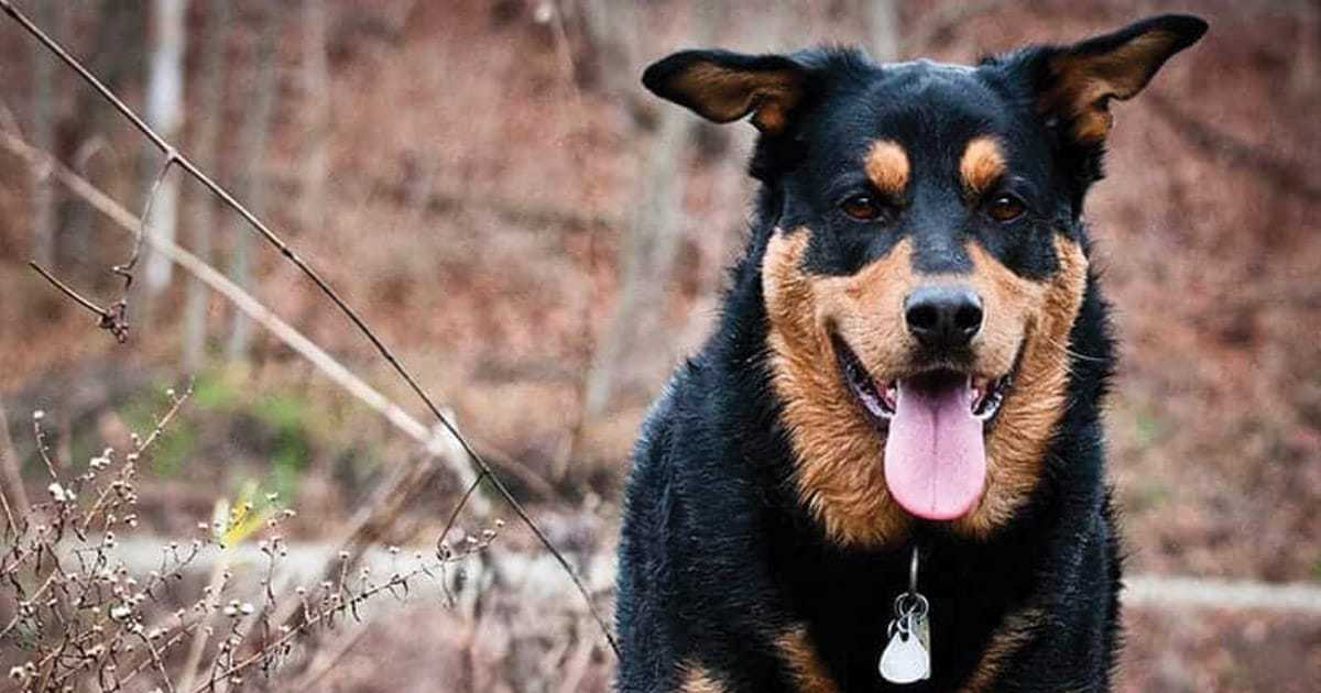 German Shepherd Rottweiler Mix 1