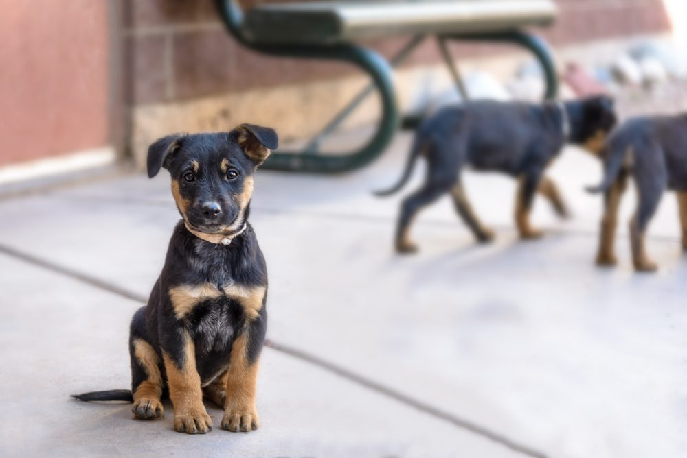 German Shepherd Rottweiler Mix 2