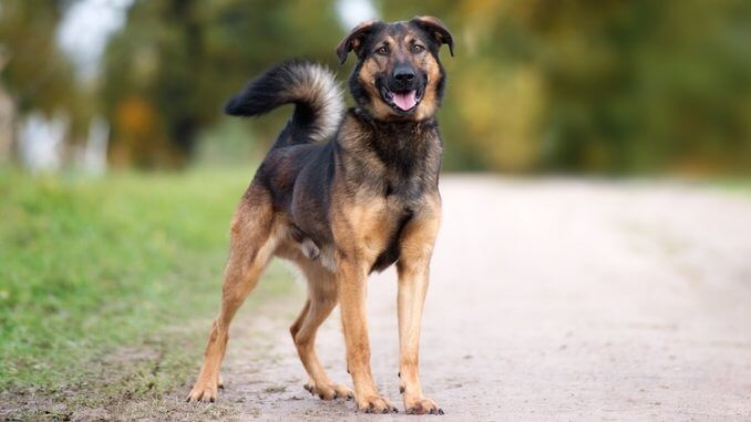 German Shepherd Rottweiler Mix 3