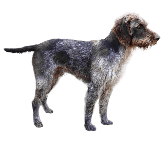 German Wirehaired Pointer 2