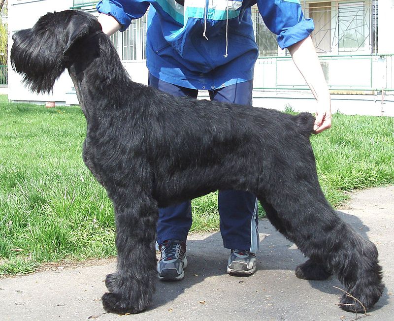 Giant Schnauzer 1