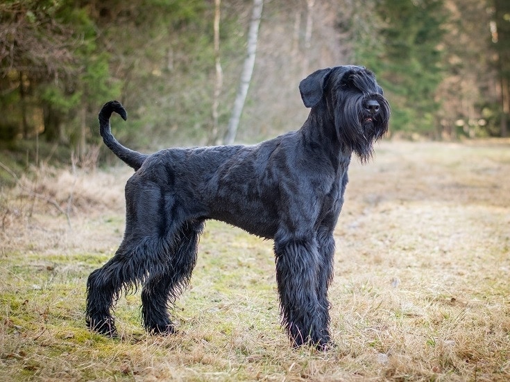 Giant Schnauzer 3
