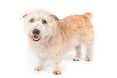 Glen of Imaal Terrier 1