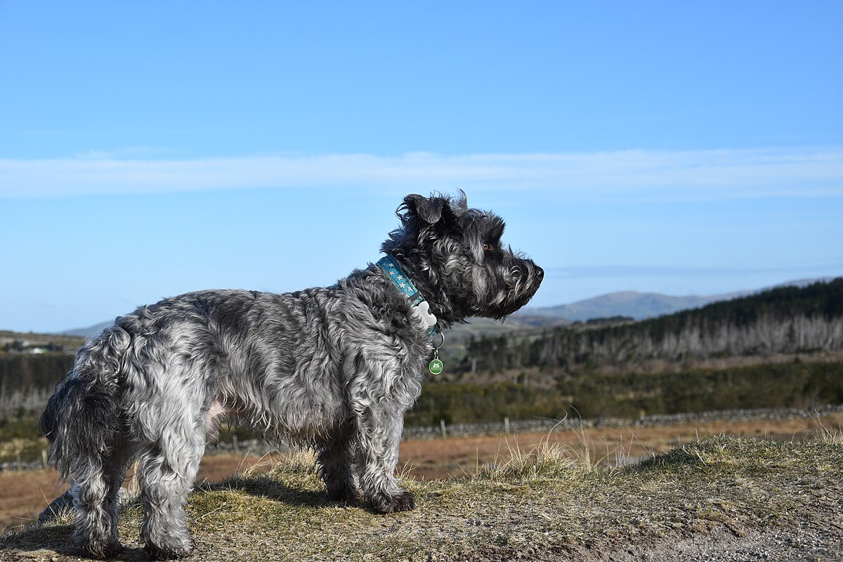 Glen of Imaal Terrier 2