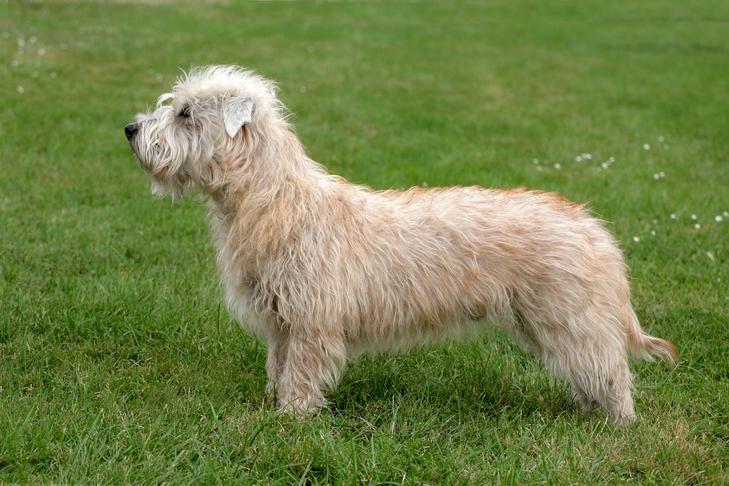 Glen of Imaal Terrier 3