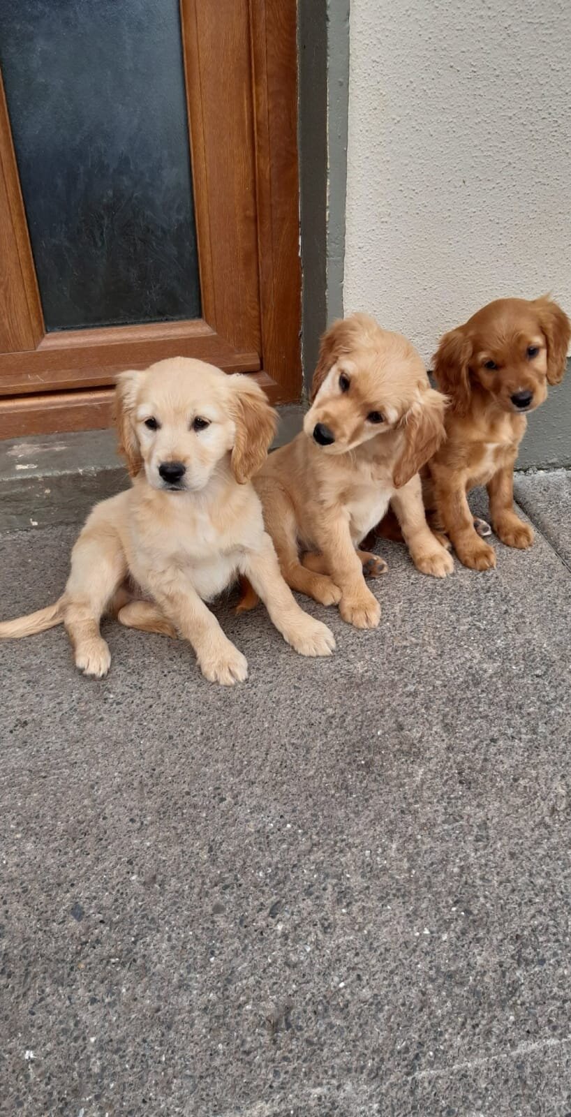 Golden Cocker Retriever 1