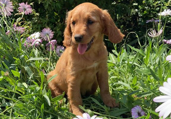 Golden Cocker Retriever 2