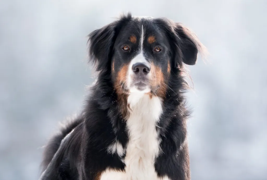 Golden Mountain Dog 1