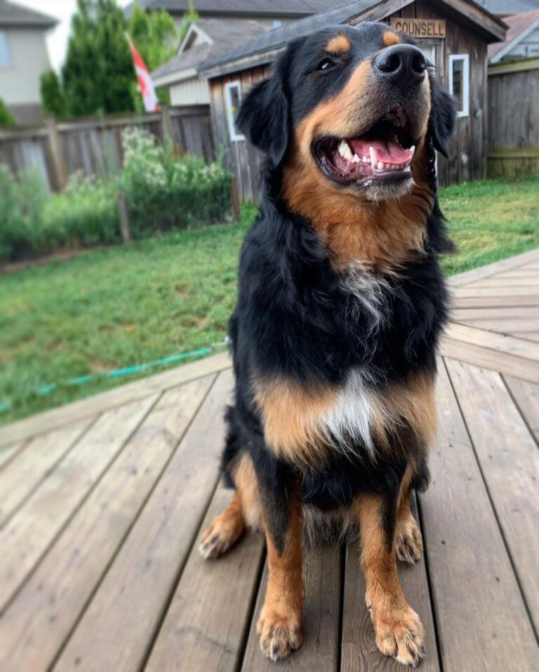 Golden Mountain Dog 2