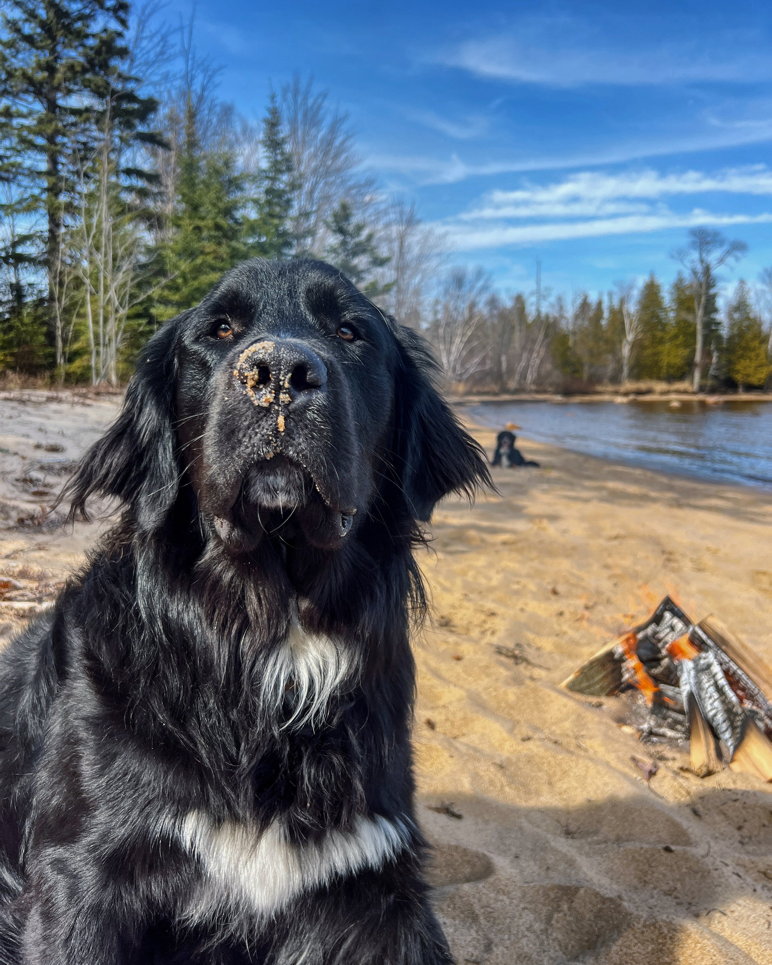 Golden Mountain Dog 3