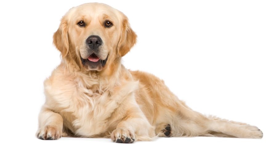 Golden Retriever 1