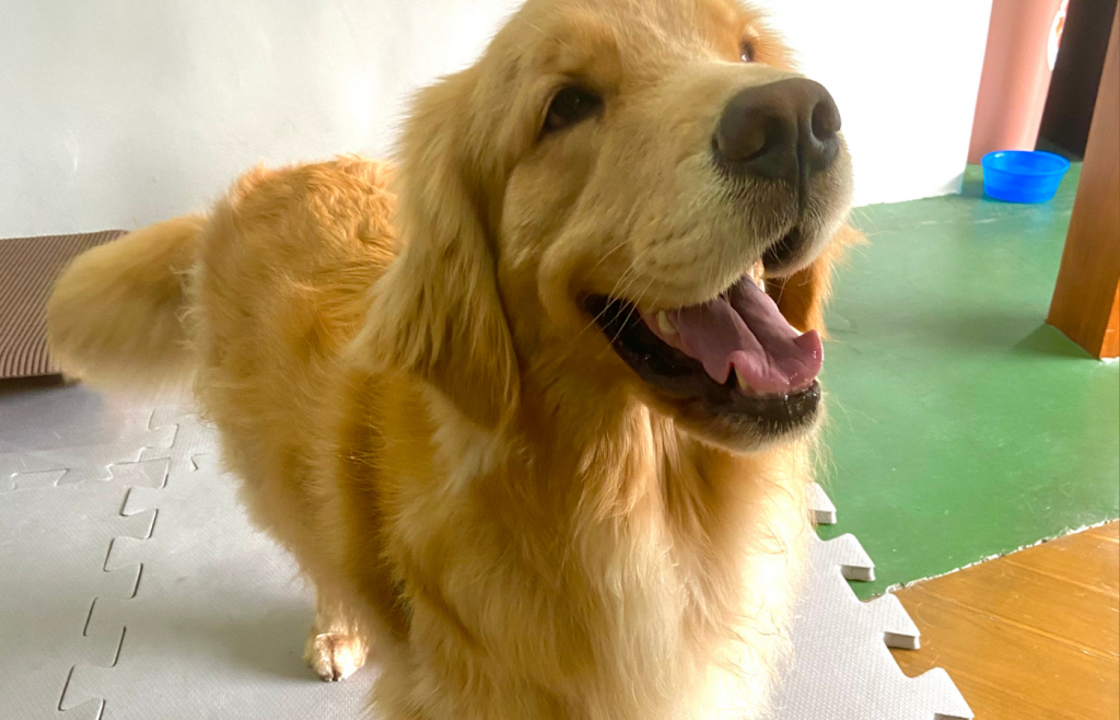 Golden Retriever 2
