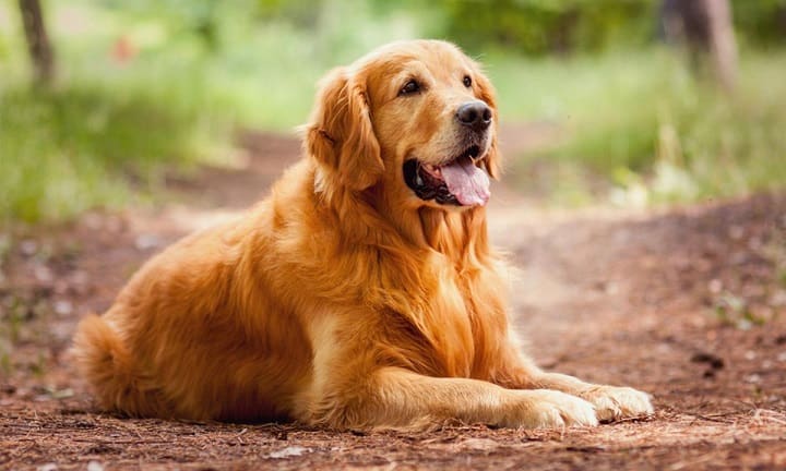 Golden Retriever 3