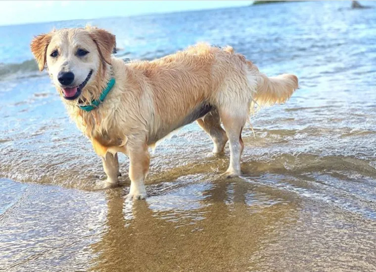 Golden Retriever Corgi 1