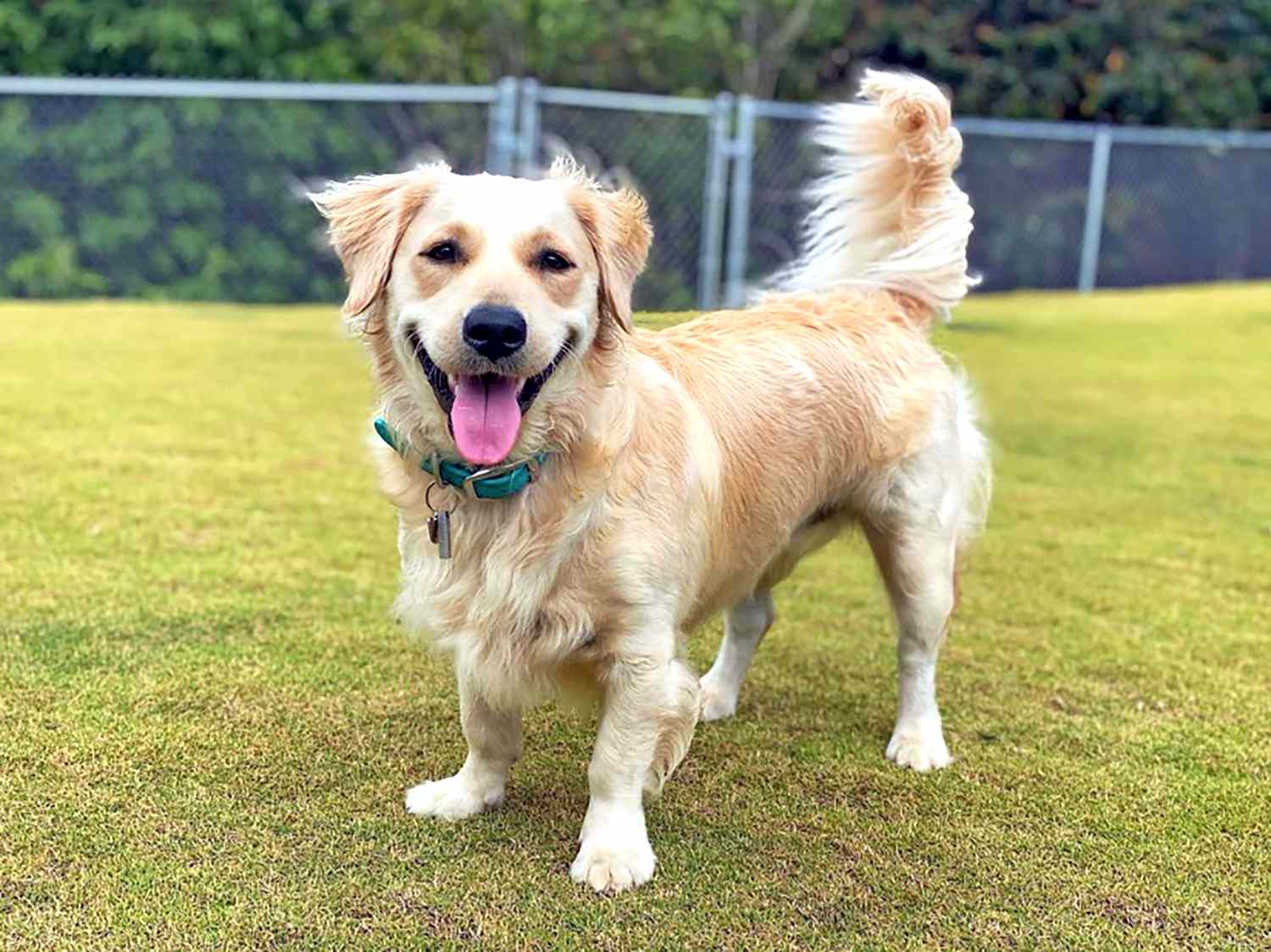 Golden Retriever Corgi 2