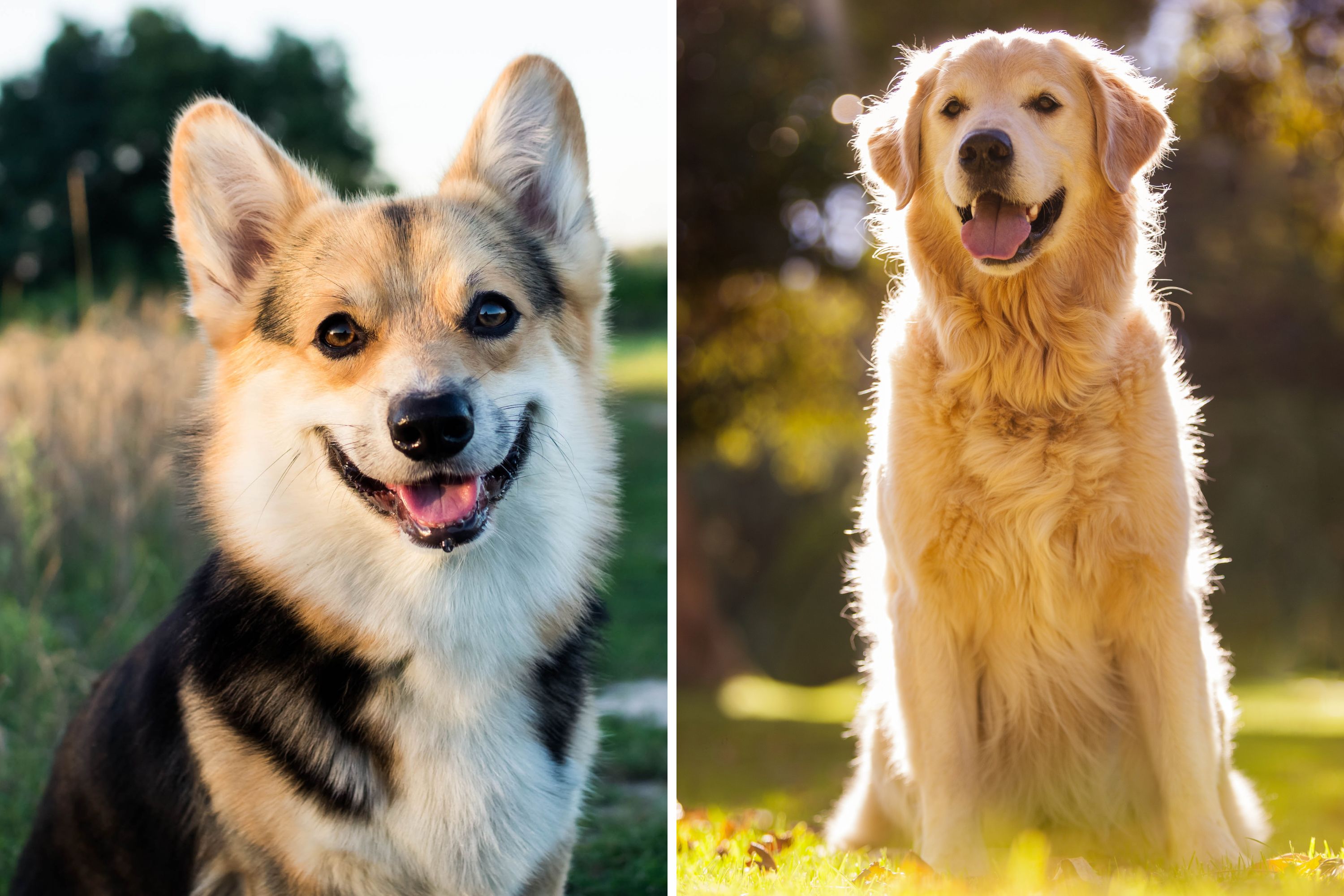Golden Retriever Corgi 3