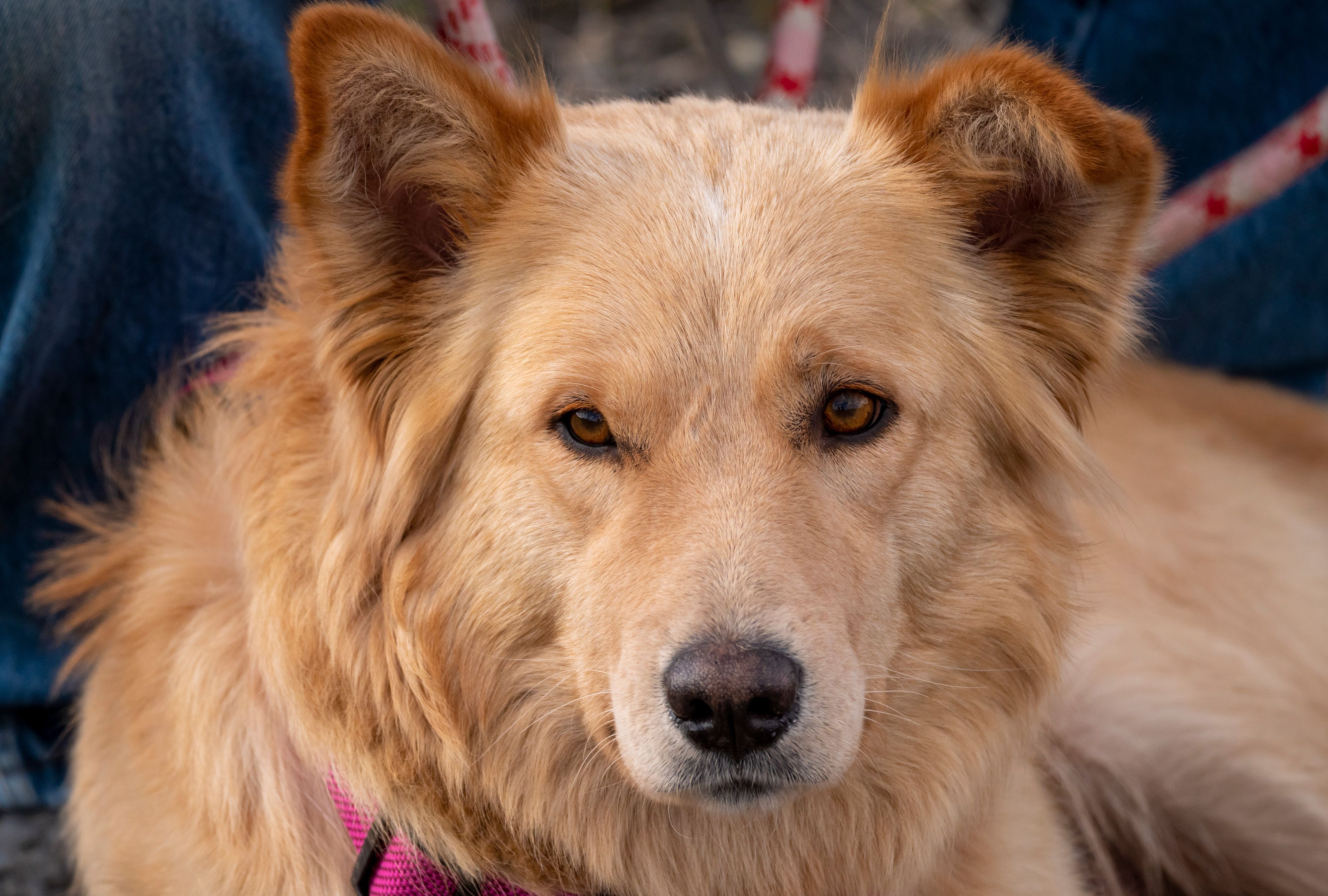 Golden Shepherd