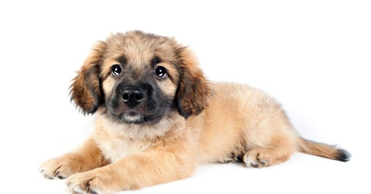 Golden Shepherd 2