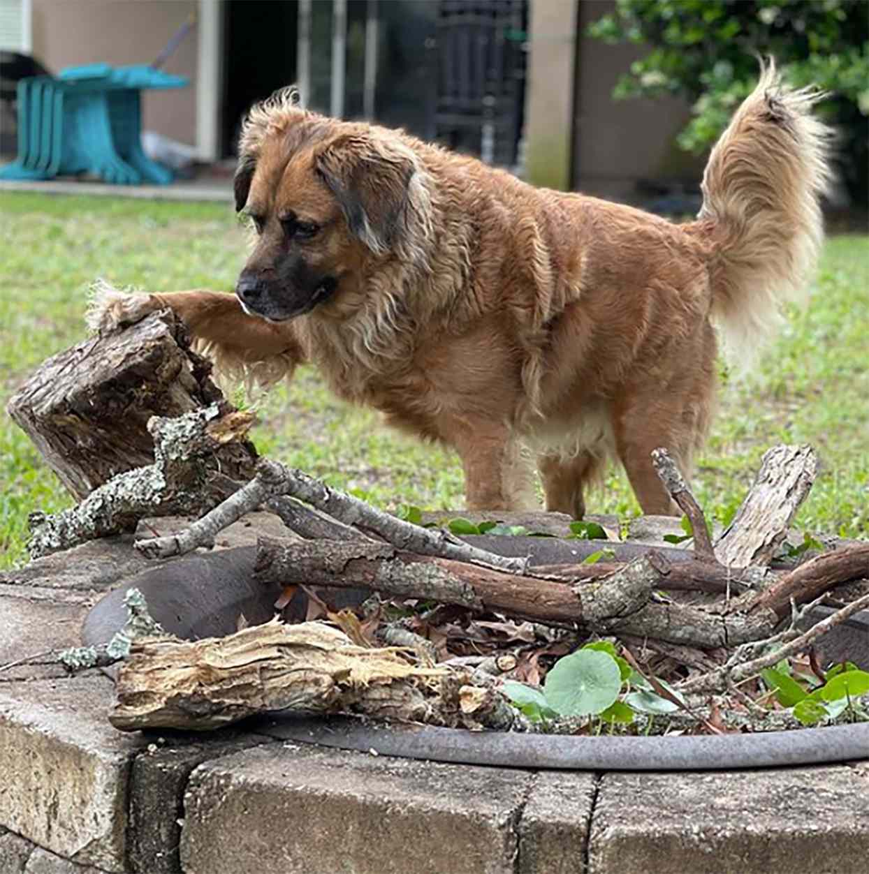 Golden Shepherd 3