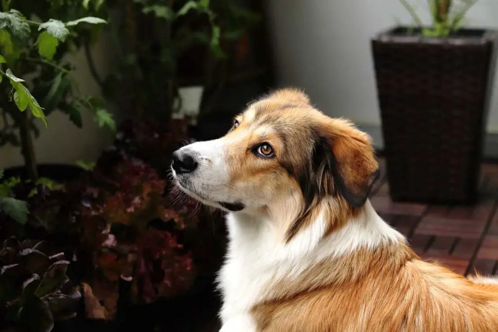 Gollie 2