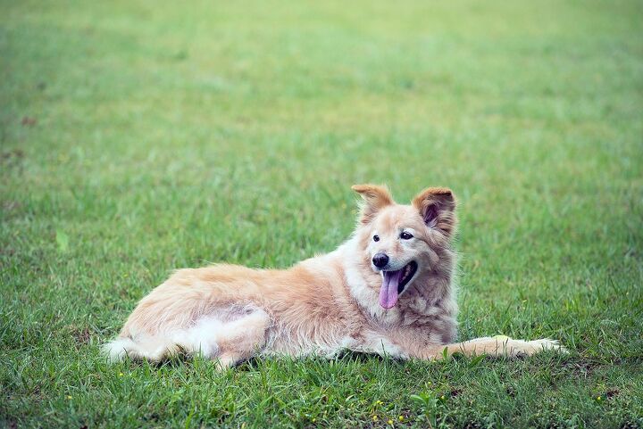 Gollie 3