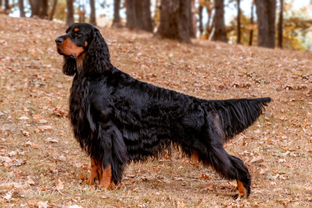 Gordon Setter 1