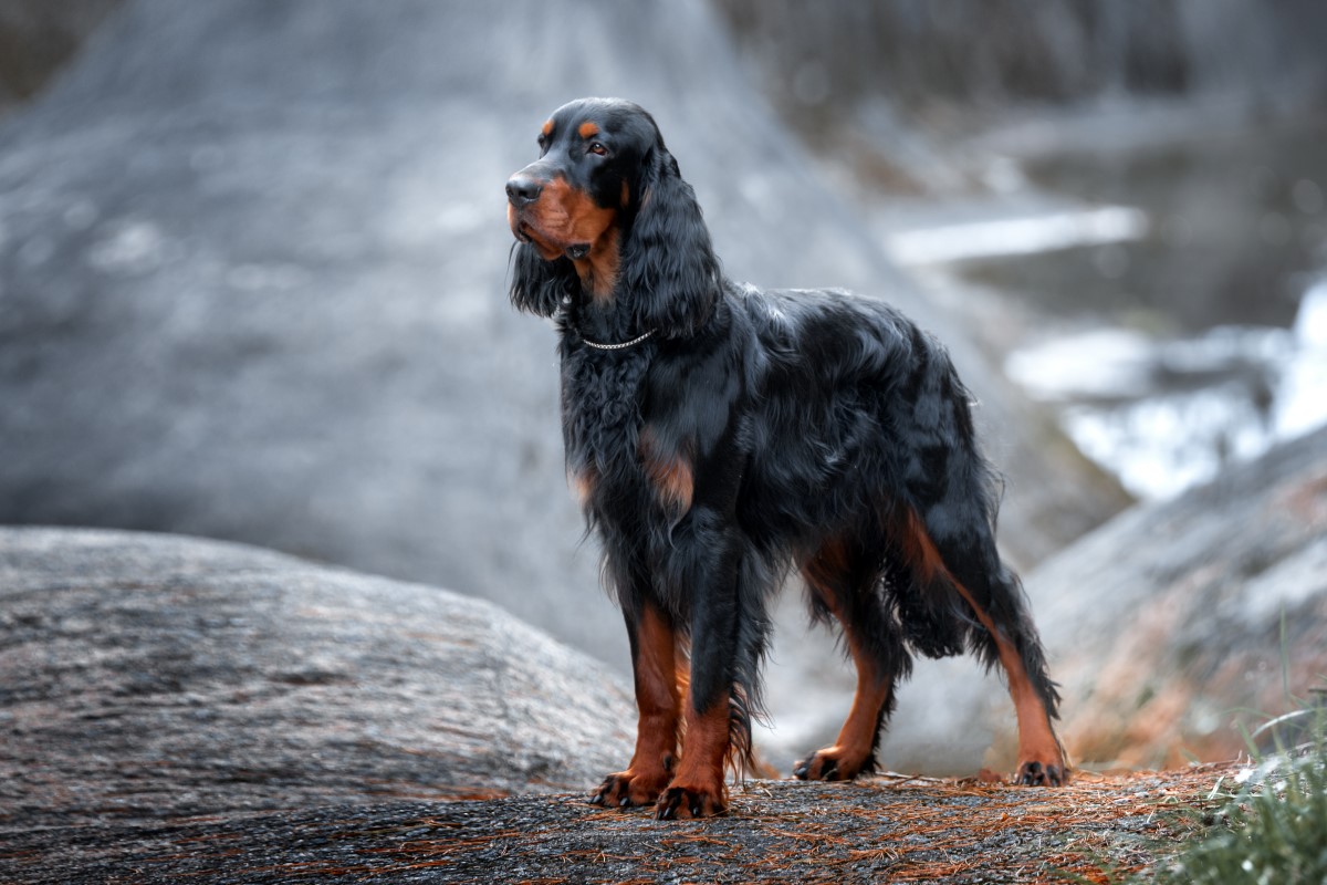 Gordon Setter 2
