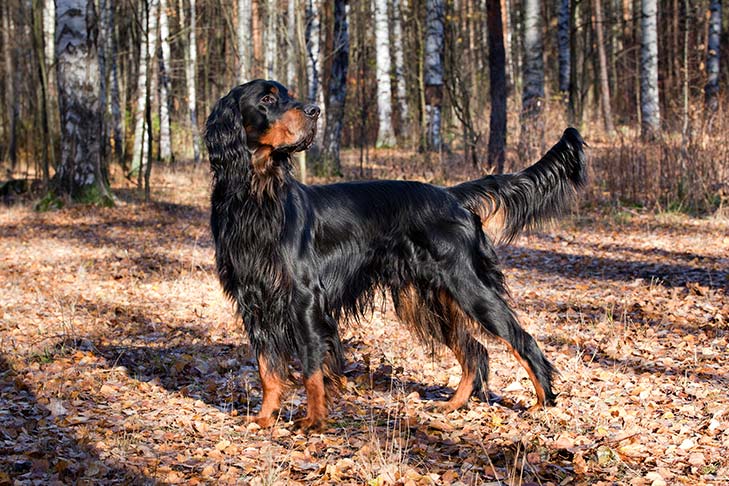 Gordon Setter 3