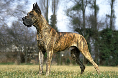 Great Dane 1