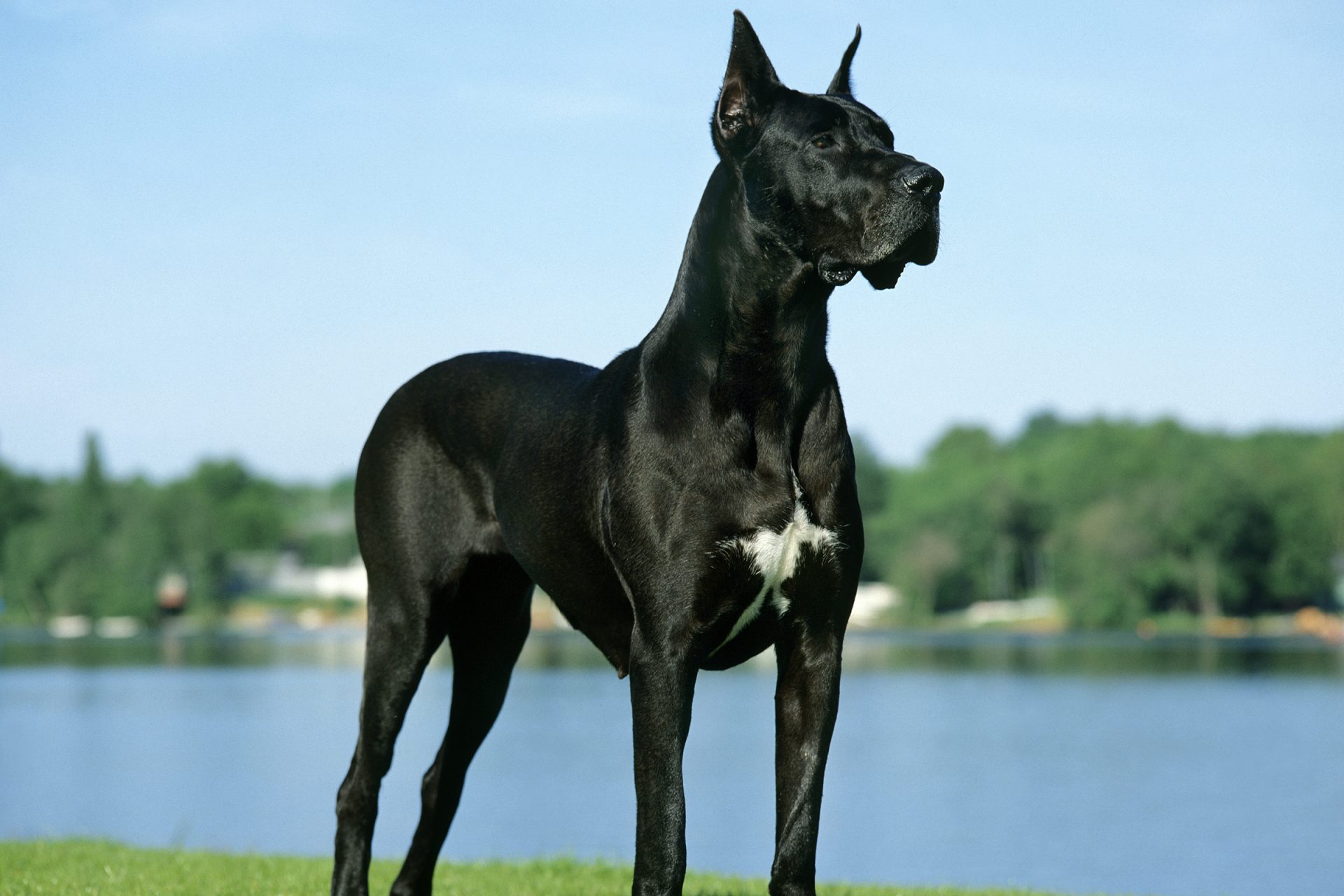 Great Dane 2