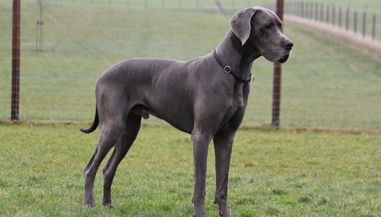 Great Dane 3