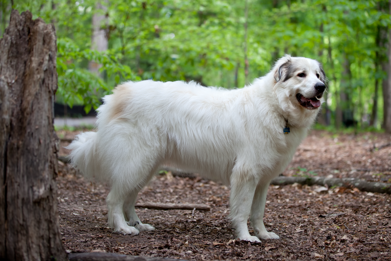 Great Pyrenees 1