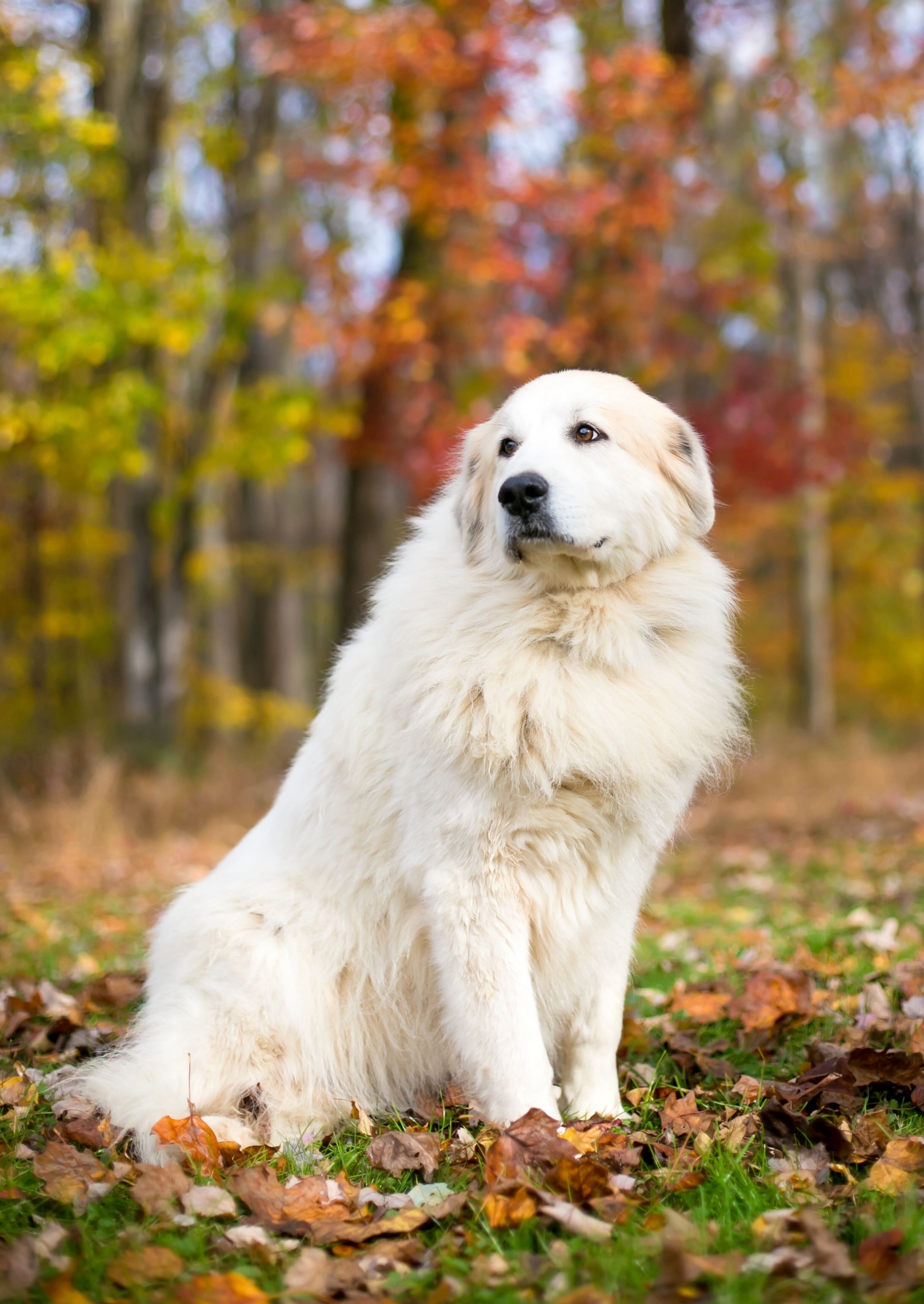Great Pyrenees 2