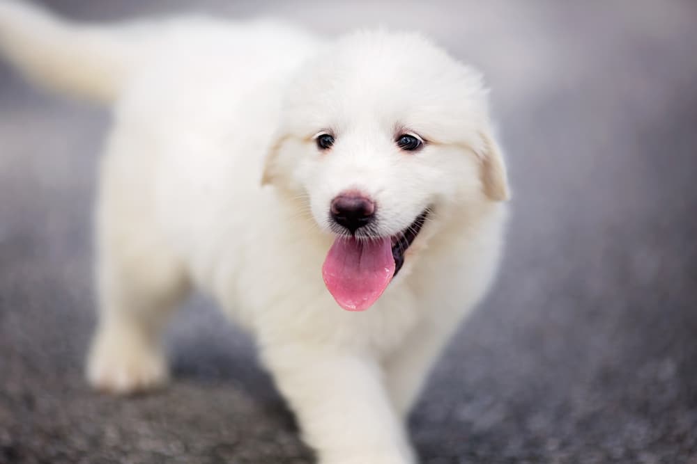 Great Pyrenees 3