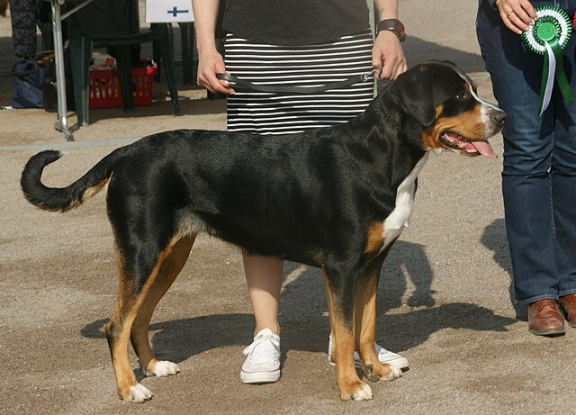 Greater Swiss Mountain Dog 2