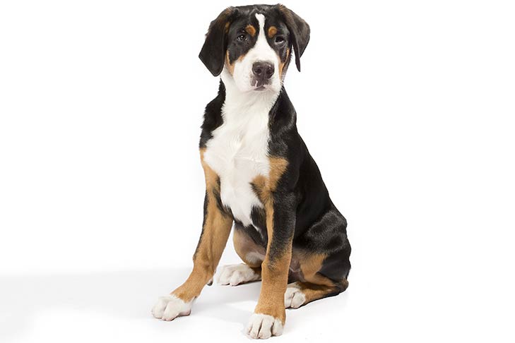 Greater Swiss Mountain Dog 3